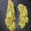 thumb of Peanut Butter Breath Feminized by WeedSeedsExpress grown by Rock_n_Roll_Randy